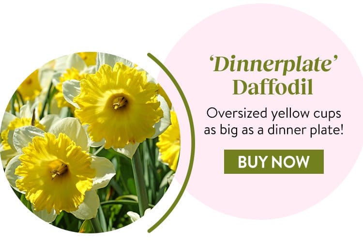 Daffodil, Dinnerplate