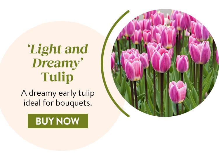 Tulip, Light and Dreamy