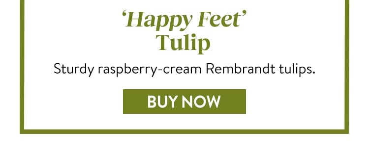 Tulip, Happy Feet