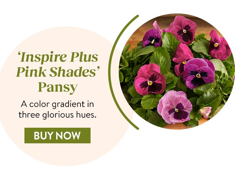 Pansy, Inspire Plus Pink Shades