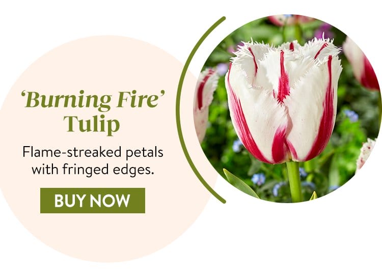 Tulip, Burning Fire