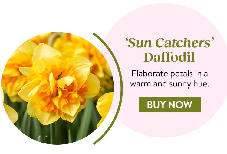 Daffodil, Sun Catchers