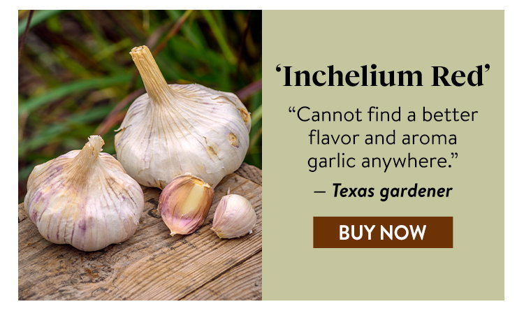 Garlic, Inchelium Red