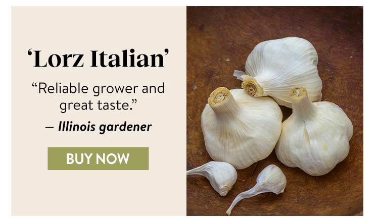 Garlic, Lorz Italian