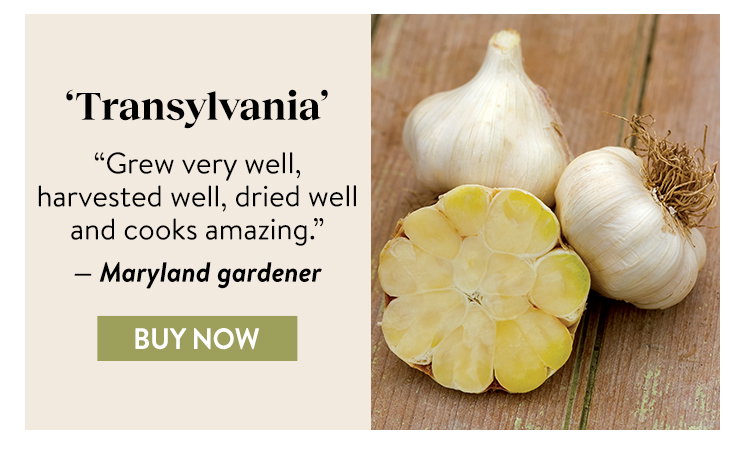 Garlic, Transylvania