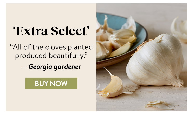 Garlic, Extra Select