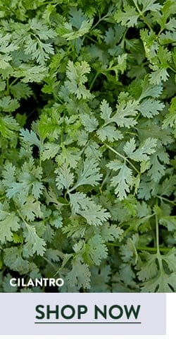 Cilantro Seeds & Plants