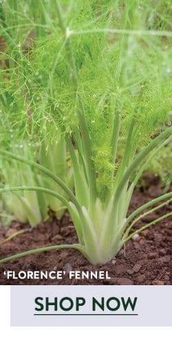 Fennel Seeds & Plants