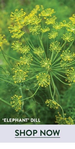 Dill Seeds & Plants