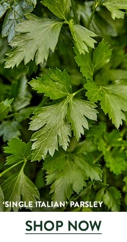 Parsley Seeds & Plants