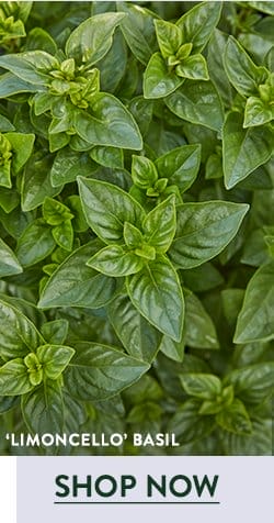 Basil Seeds & Plants