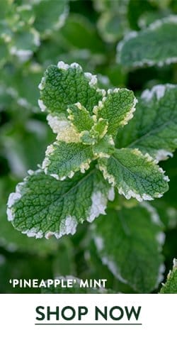 Mint Seeds & Plants