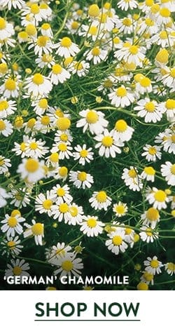 Chamomile, German