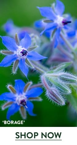 Borage