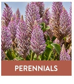 Perennial Seeds & Plants