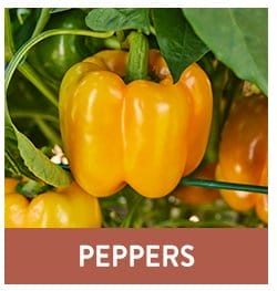 Pepper Seeds & Plants