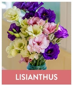 Lisianthus Plants