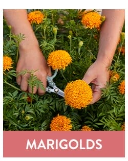 Marigold Seeds & Plants