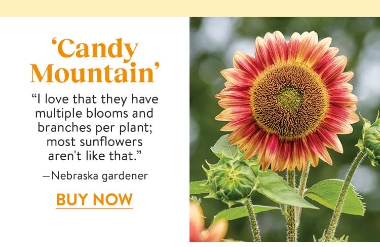 Sunflower, Candy Mountain Hybrid