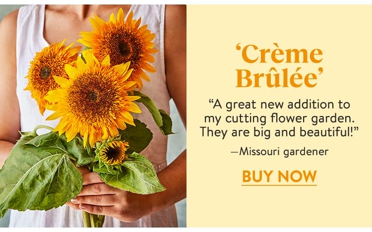 Sunflower, Crème Brûlée