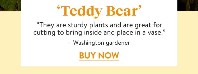 Sunflower, Teddy Bear