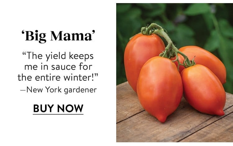 Tomato, Big Mama Hybrid