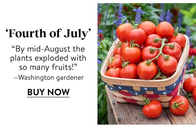 Tomato, Fourth of July Hybrid
