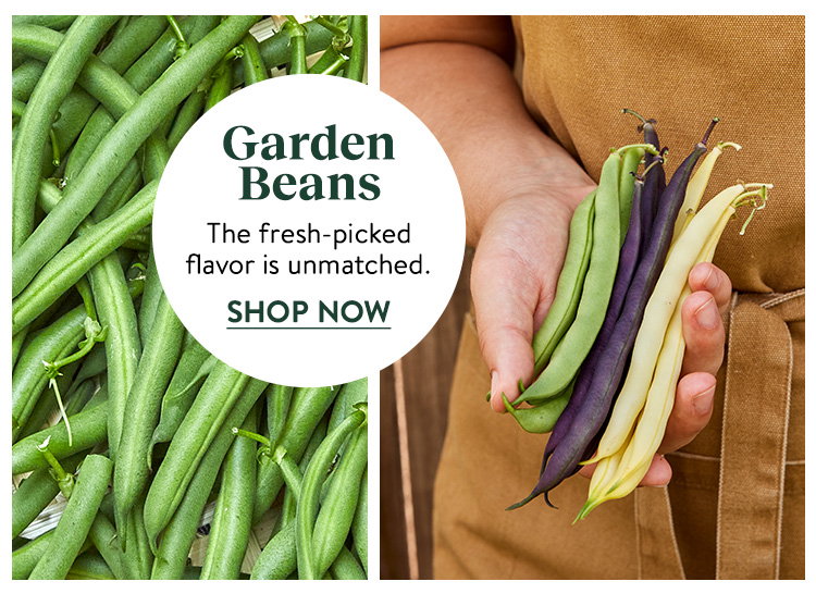 Shop, Garden Beans