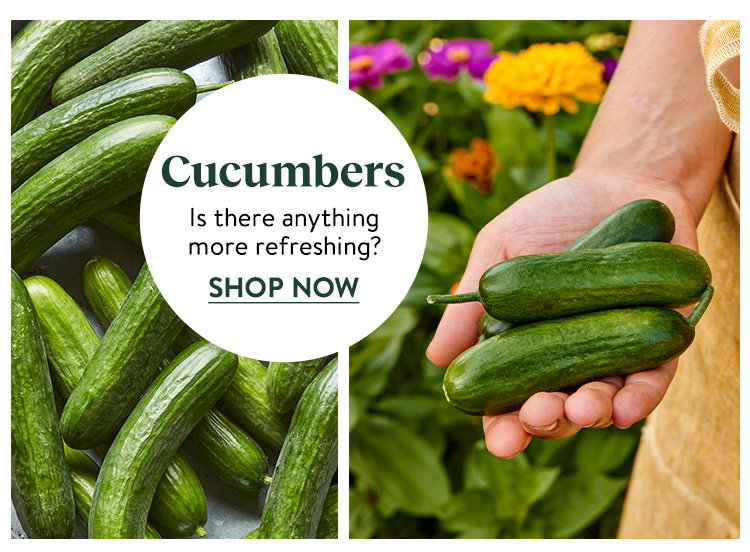 Shop, Cucumbers