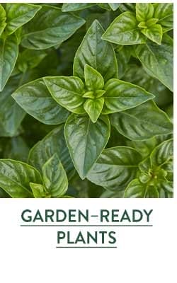 Garden-Ready Plants