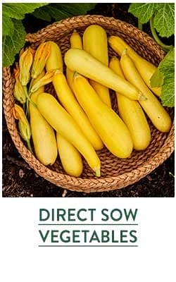 Direct Sow Vegetable Seeds