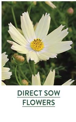 Direct Sow Flower Seeds