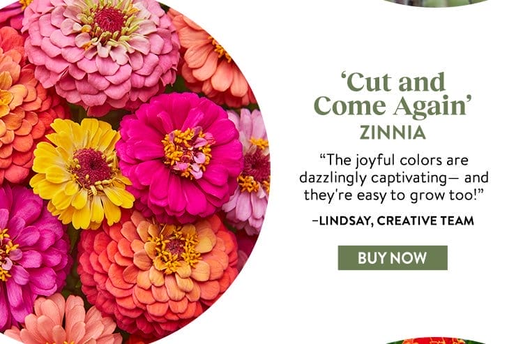 Zinnia, Cut & Come Again Mixed Colors