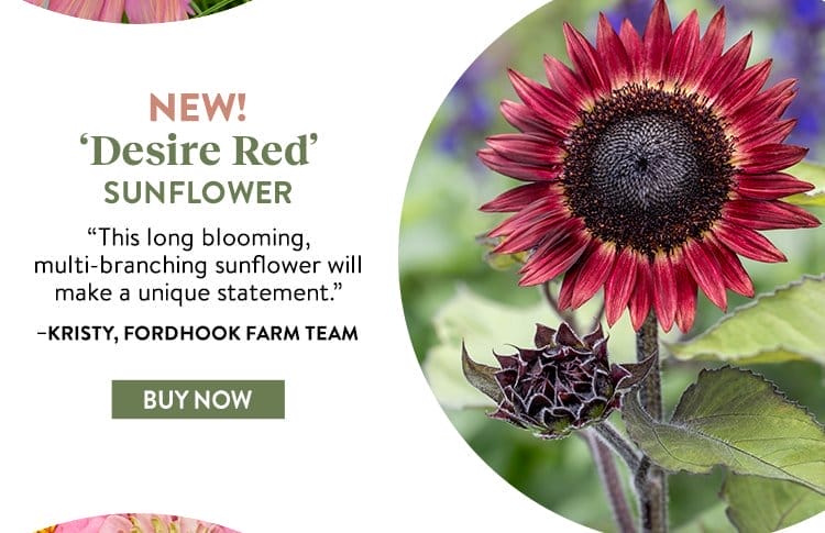 Sunflower, Desire Red Hybrid