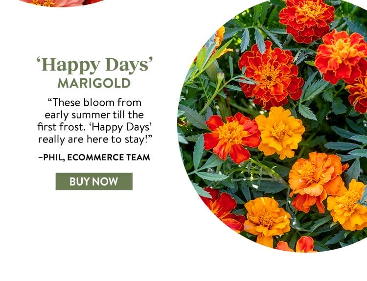 Marigold, Happy Days Mixed Colors