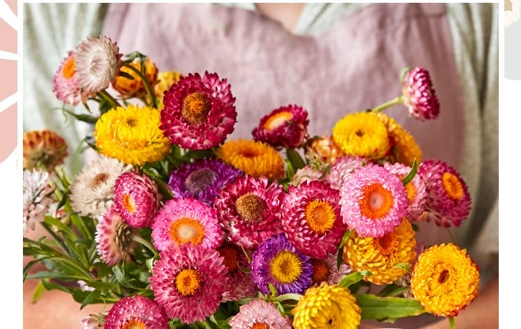 Strawflower, Tom Thumb Mixed Colors