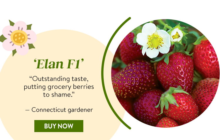 Strawberry, Elan F1