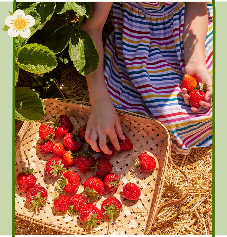 Shop All Strawberries