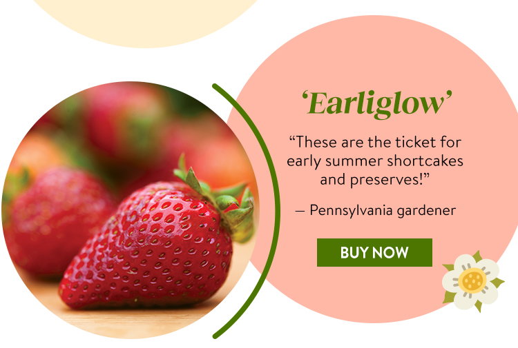 Strawberry, Earliglow