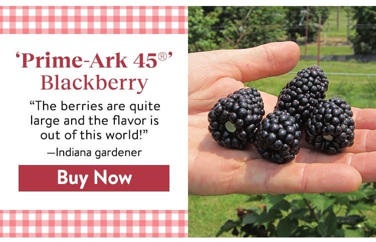 Blackberry, Prime-Ark 45®