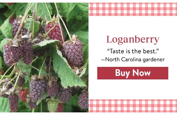 Loganberry