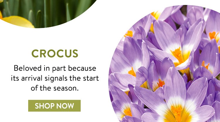 Shop All Crocus Bulbs