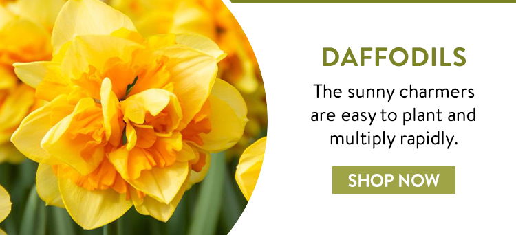 Shop All Daffodil Bulbs