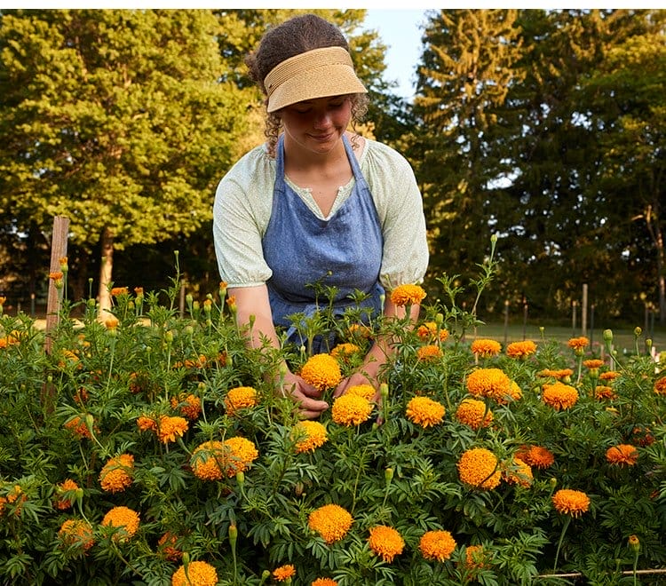 Marigold, Mission Giant Orange Hybrid