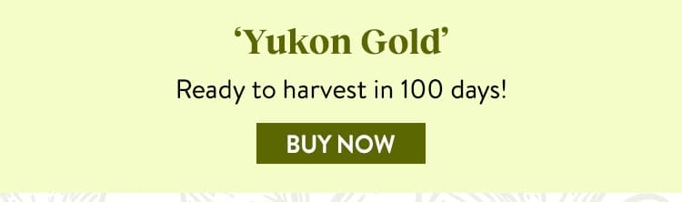 Potato, Yukon Gold