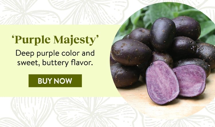 Potato, Purple Majesty