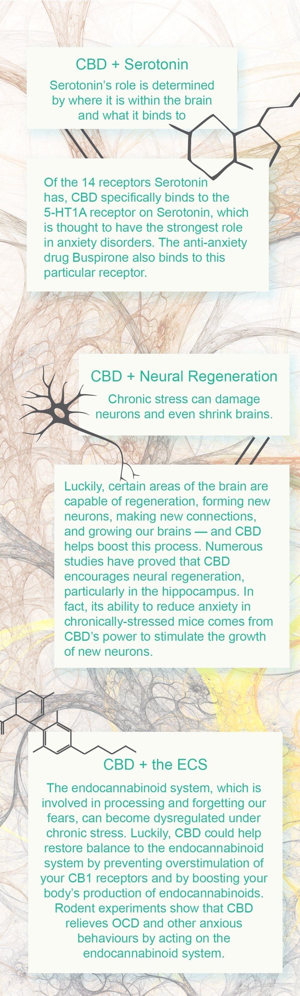 CBD binds with the Serotonin receptor that holds the strongest role in anxiety disorders. It also boosts neural regeneration and helps restore balance to the endocannabinoid system.