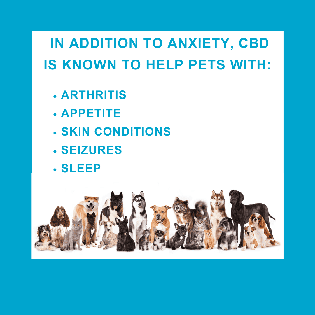 CBD and Pets