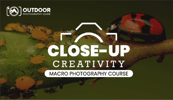 Close-Up Creativity: Macro Photography Course