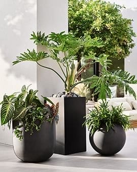 planters